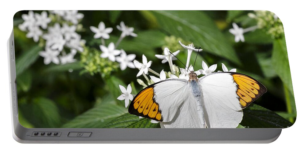 Butterfly Wonderland Portable Battery Charger featuring the photograph Butterfly #3 by Richard J Thompson