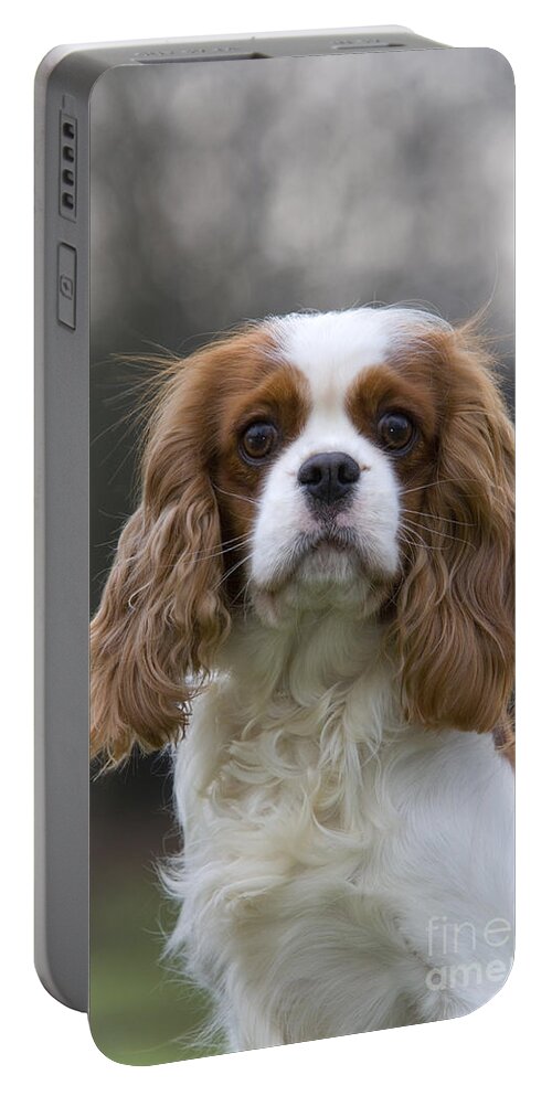 Cavalier King Charles Spaniel Portable Battery Charger featuring the photograph Cavalier King Charles Spaniel by Jean-Louis Klein & Marie-Luce Hubert