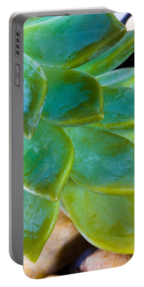 Beautiful Portable Battery Charger featuring the photograph Blue Pearl Plant by Raul Rodriguez