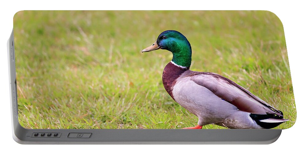 Animal Portable Battery Charger featuring the photograph Duck-drake #2 by Peter Lakomy