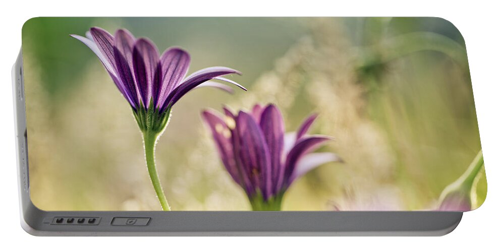 Flower Portable Battery Charger featuring the photograph Flower on Summer Meadow by Nailia Schwarz