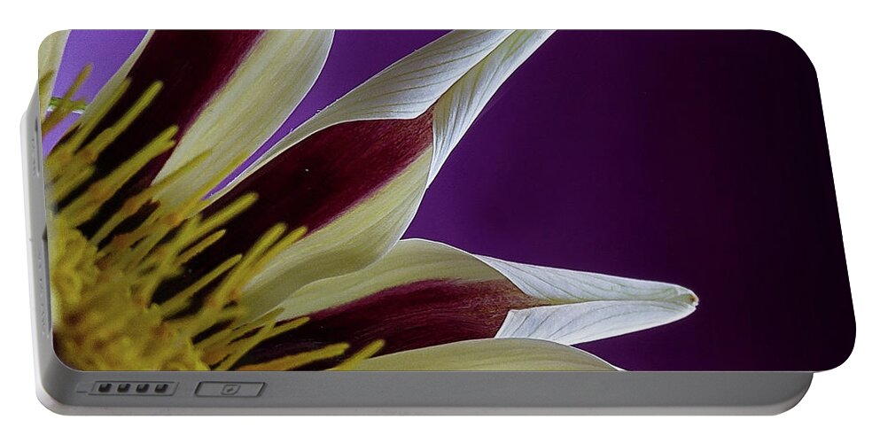 Gazania Portable Battery Charger featuring the photograph Gazania Petals #2 by Shirley Mitchell