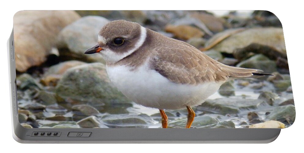 Semipalmated Plover Portable Battery Charger featuring the photograph Gaze #6 by Zinvolle Art