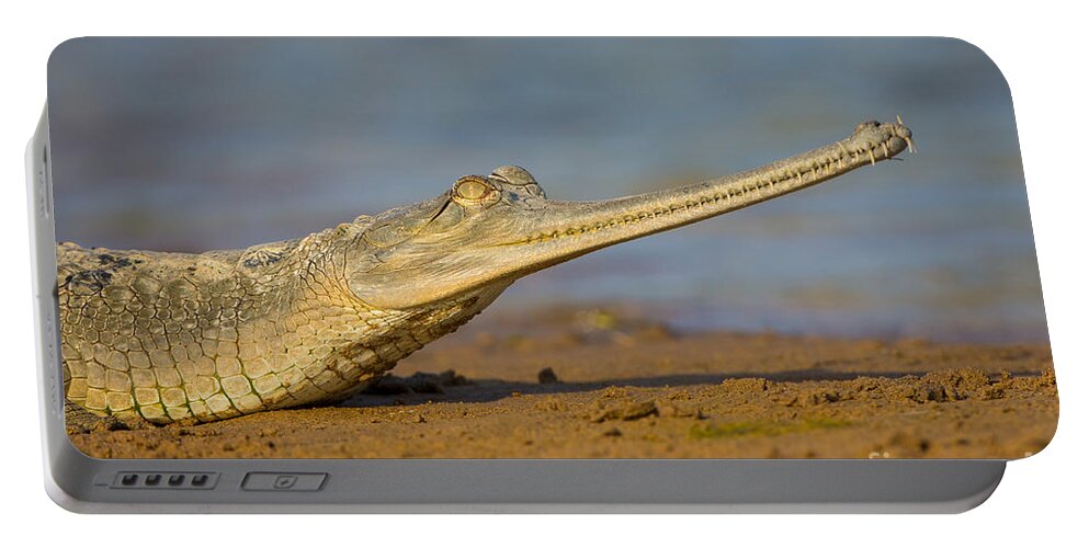 Gharial Portable Battery Charger featuring the photograph Gharial In India #2 by B. G. Thomson