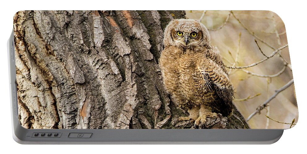 Bubo Virginianus Portable Battery Charger featuring the photograph Great Horned Owlet #2 by Dawn Key
