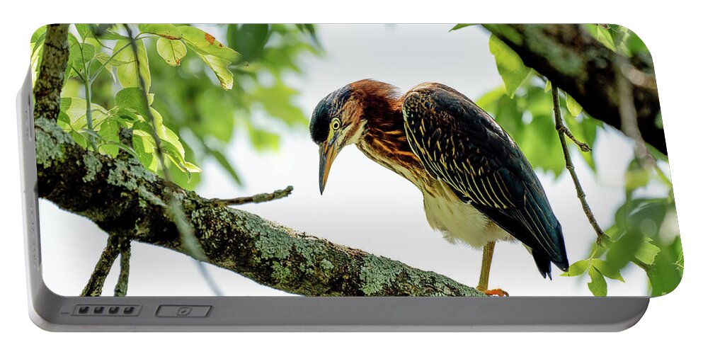 Heron Portable Battery Charger featuring the photograph Green heron portrait #2 by Sam Rino