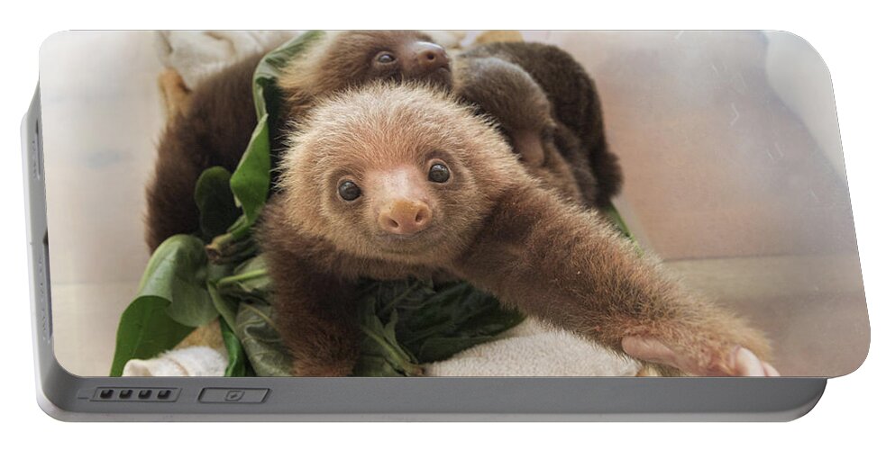 Mp Portable Battery Charger featuring the photograph Hoffmanns Two-toed Sloth Choloepus by Suzi Eszterhas