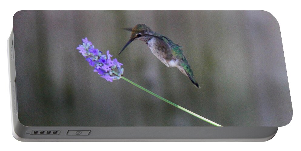 Hummingbird Portable Battery Charger featuring the photograph Hummingbird #2 by SnapHound Photography