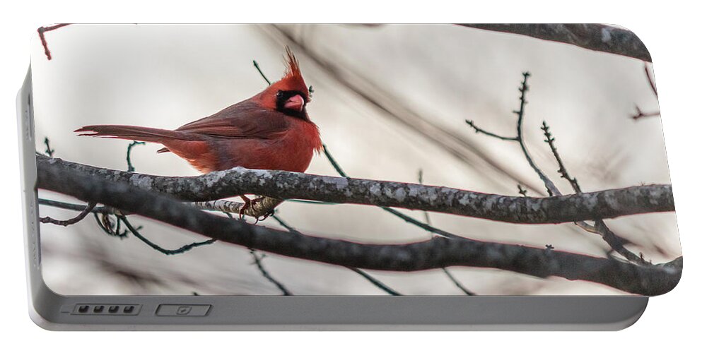 Cardinalis Portable Battery Charger featuring the photograph Northern cardinal #2 by SAURAVphoto Online Store
