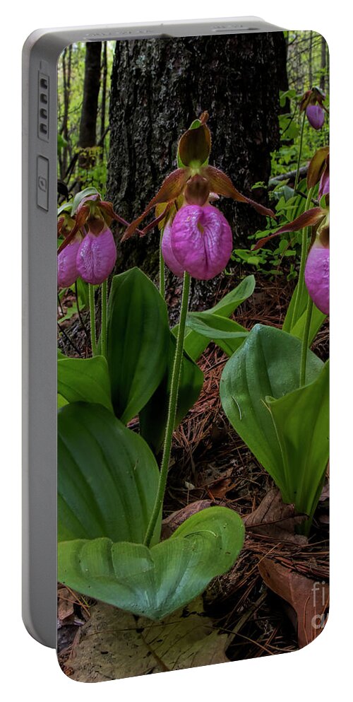 Pink Ladies Slipper Portable Battery Charger featuring the photograph Pink Ladies Slipper Patch #2 by Barbara Bowen