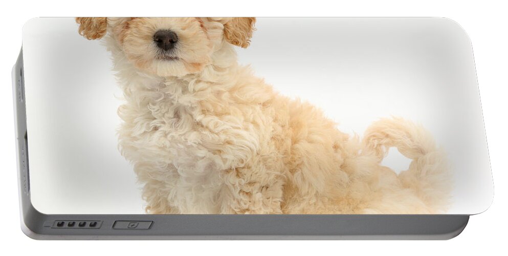Poochon Puppy Portable Battery Charger featuring the photograph Poochon Puppy #2 by Mark Taylor