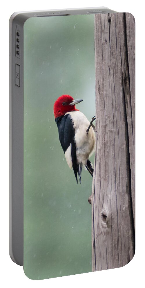 Red Headed Woodpecker Portable Battery Charger featuring the photograph Red Headed Woodpecker #2 by Holden The Moment