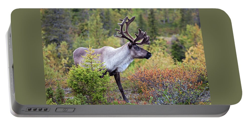 Reindeer Portable Battery Charger featuring the photograph Reindeer #4 by Aivar Mikko