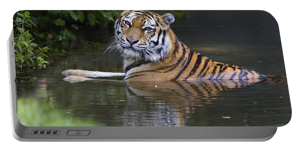 Mp Portable Battery Charger featuring the photograph Siberian Tiger Panthera Tigris Altaica #2 by Konrad Wothe