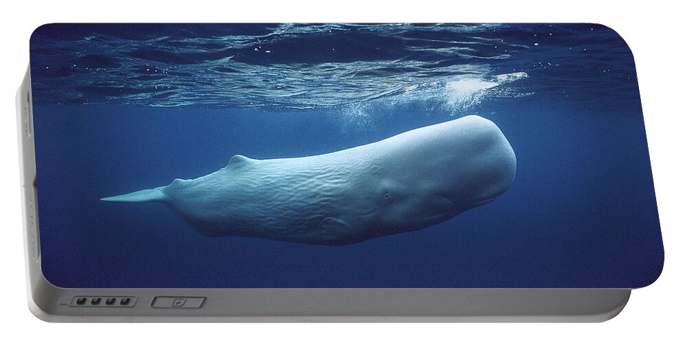 00270022 Portable Battery Charger featuring the photograph White Sperm Whale by Hiroya Minakuchi