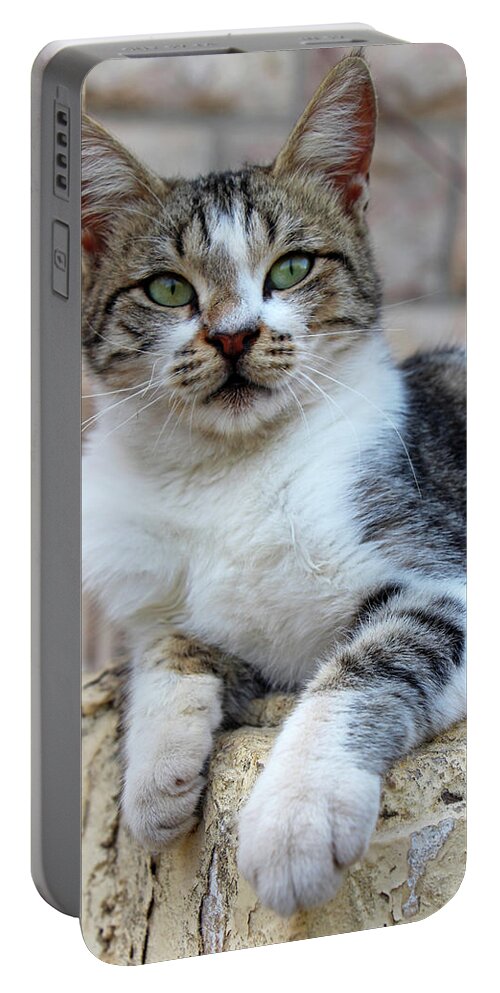 Cat Portable Battery Charger featuring the photograph The Wait #2 by Munir Alawi