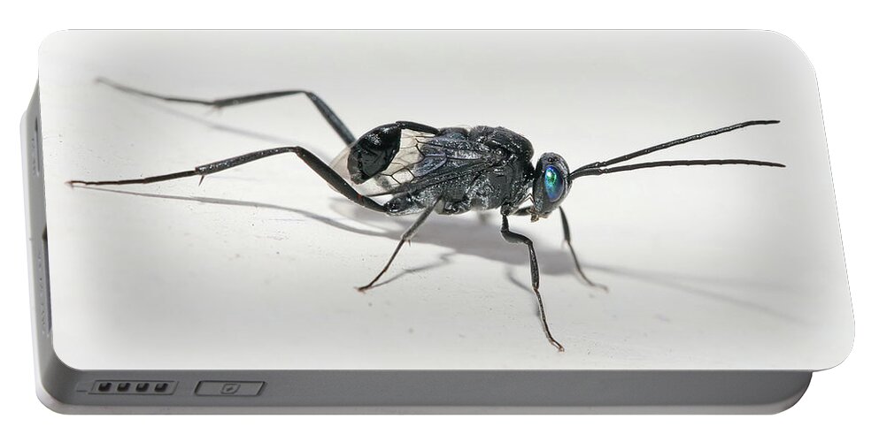 Wasp Portable Battery Charger featuring the photograph Wasp #2 by Jackie Russo