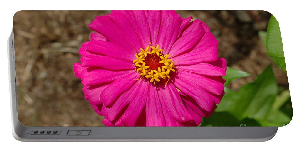Plant Portable Battery Charger featuring the photograph Zinnia #2 by John Kaprielian
