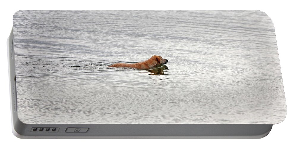 Golden Labrador Retriever Portable Battery Charger featuring the photograph 3 - Golden Lab Lovin Life by Joseph Keane