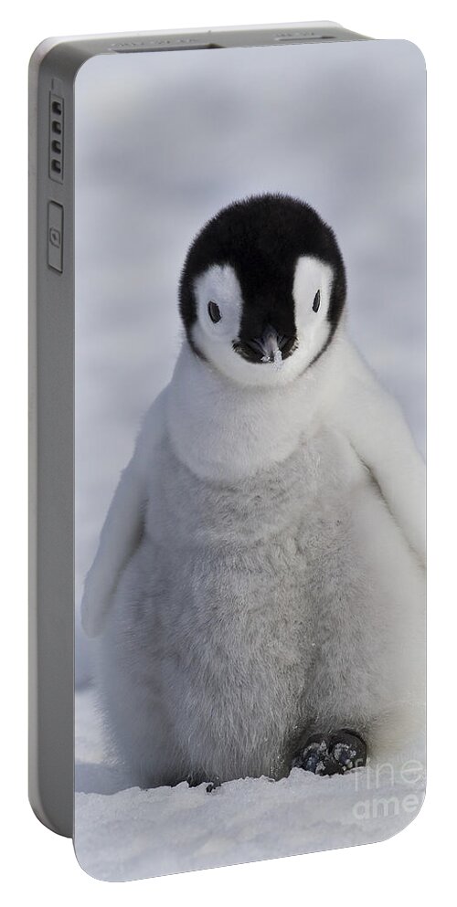 Emperor Penguin Portable Battery Charger featuring the photograph Emperor Penguin Chick #3 by Jean-Louis Klein & Marie-Luce Hubert