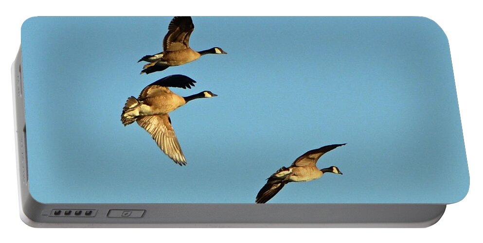 3 Geese Portable Battery Charger featuring the photograph 3 Geese in Flight by Cindy Schneider