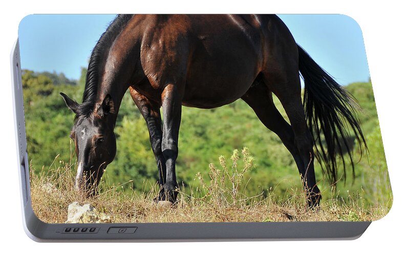 Cavallo Portable Battery Charger featuring the photograph Horse #3 by Ilaria Andreucci