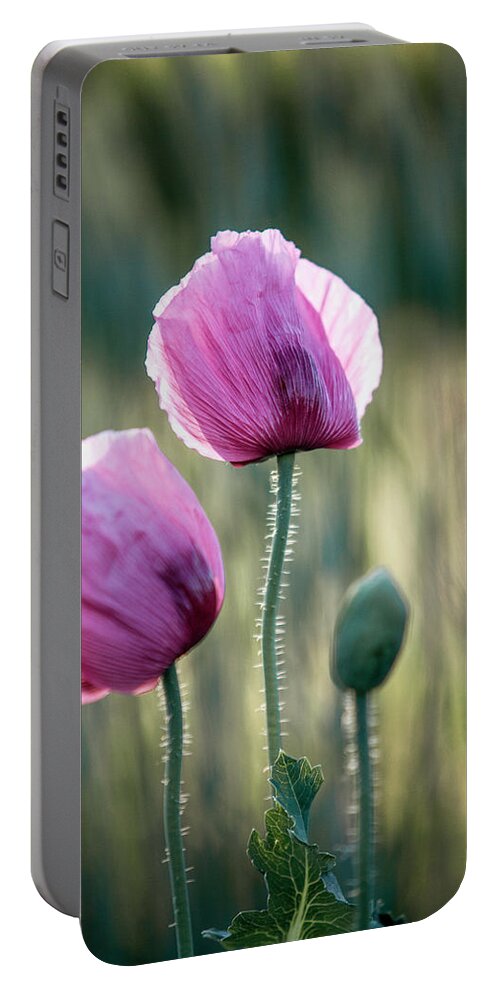 Palatinate Portable Battery Charger featuring the photograph Lilac Poppy Flowers by Nailia Schwarz