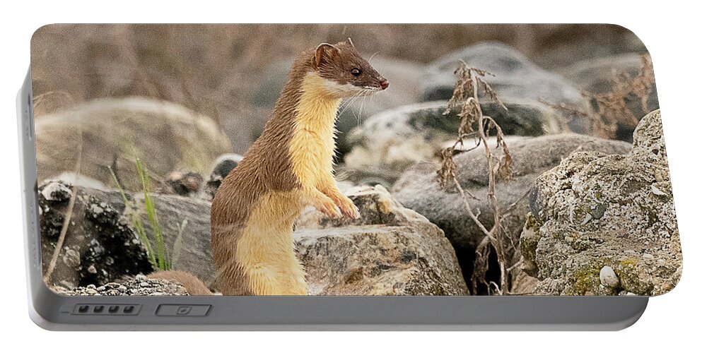 Mammal Portable Battery Charger featuring the photograph Long Tailed Weasel #15 by Dennis Hammer
