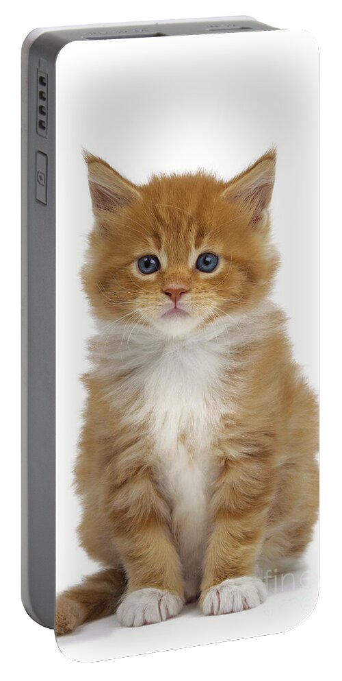 Cat Portable Battery Charger featuring the photograph Maine Coon Kitten #3 by Jean-Michel Labat