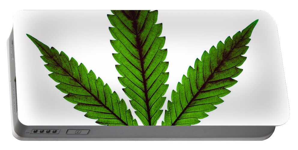 Biological Portable Battery Charger featuring the photograph Marijuana Leaf, Cannabis Sativa #3 by Ted Kinsman