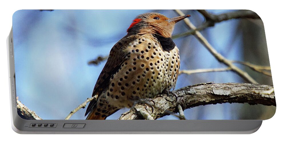 Northern Portable Battery Charger featuring the photograph Northern Flicker Woodpecker #3 by Robert L Jackson