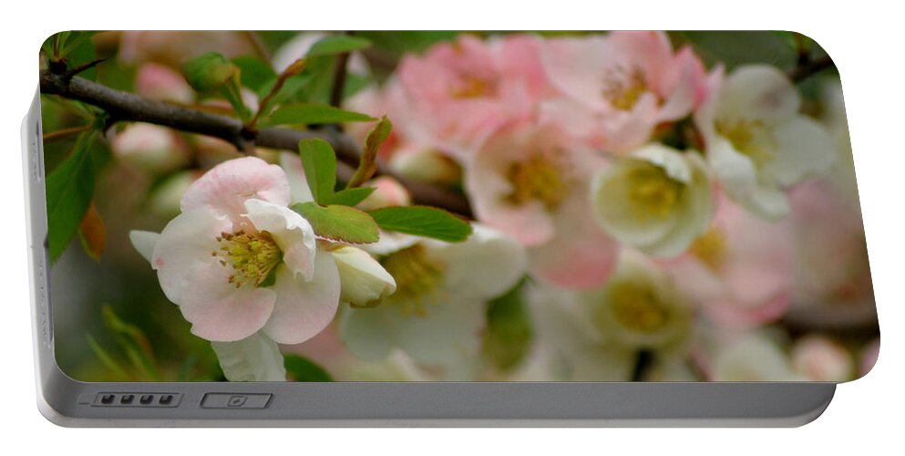 Flowering Quince Portable Battery Charger featuring the photograph Peaches and Cream #3 by Living Color Photography Lorraine Lynch