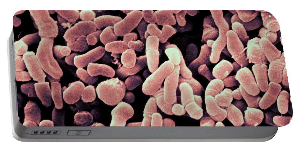 Propionibacterium Acnes Portable Battery Charger featuring the photograph Propionibacterium Acnes Bacteria, Sem #3 by Scimat