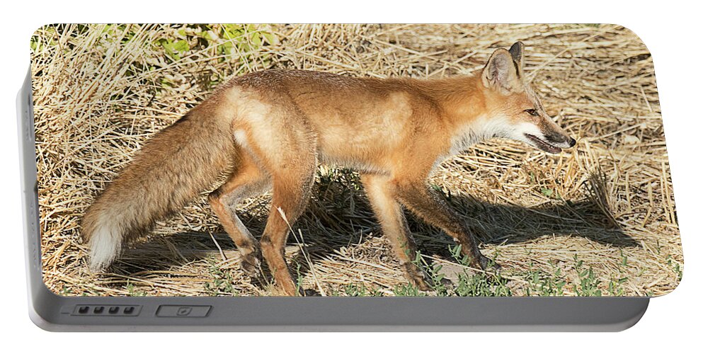 Mammal Portable Battery Charger featuring the photograph Red Tailed Fox Hunting #5 by Dennis Hammer