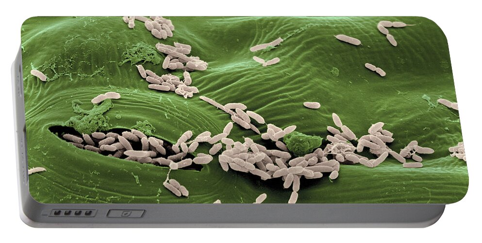Escherichia Coli Portable Battery Charger featuring the photograph Sem Of E. Coli Bacteria On Lettuce #3 by Scimat
