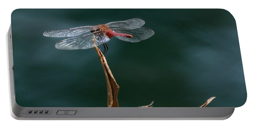 Flame Skimmer Dragonfly Portable Battery Charger featuring the photograph Serenity #3 by Fraida Gutovich