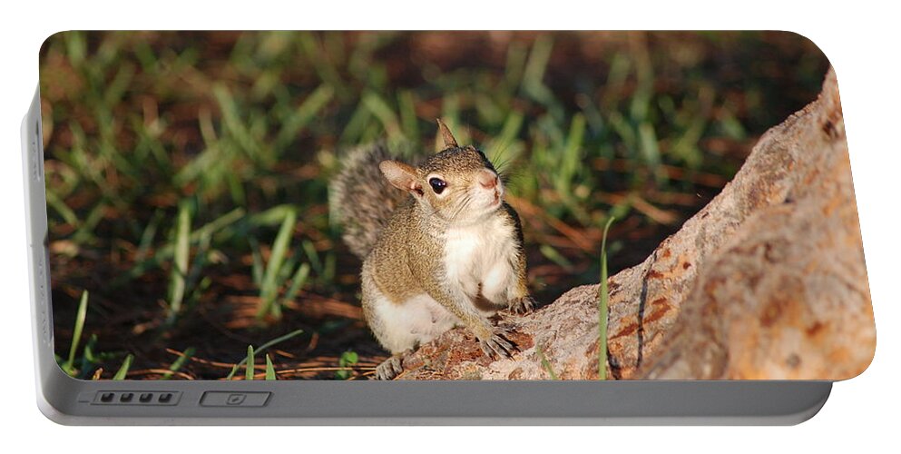 Squirell Portable Battery Charger featuring the photograph 3- Squirrel by Joseph Keane
