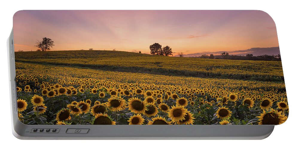 Sunflower Portable Battery Charger featuring the photograph Sunflowers in Pink #3 by Ryan Heffron