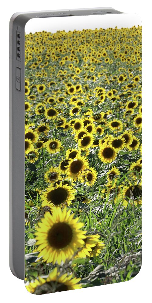 Sunflower Portable Battery Charger featuring the photograph Sunflowers Mattituck New York #3 by Bob Savage