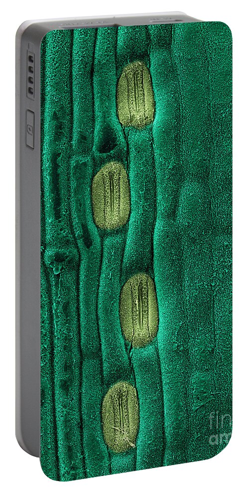 Stoma Portable Battery Charger featuring the photograph Wheat Leaf Stomata, Sem #3 by Scimat