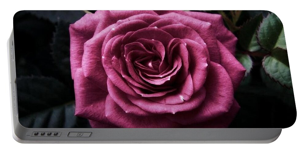 Rose Portable Battery Charger featuring the photograph Rose #30 by Jackie Russo