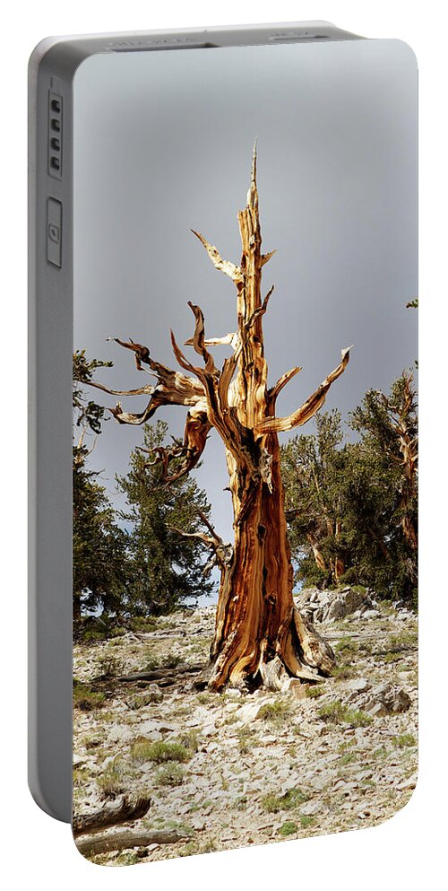 Bristlecone Pine Portable Battery Charger featuring the photograph Bristlecone pine tree 1 by Duncan Selby