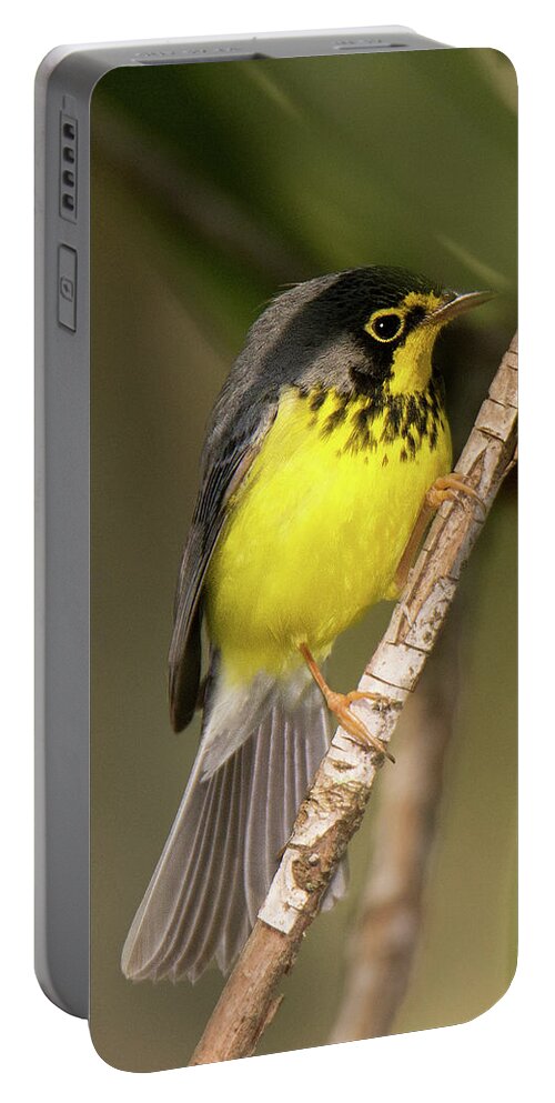 Bird Portable Battery Charger featuring the photograph Canada Warbler #4 by Alan Lenk