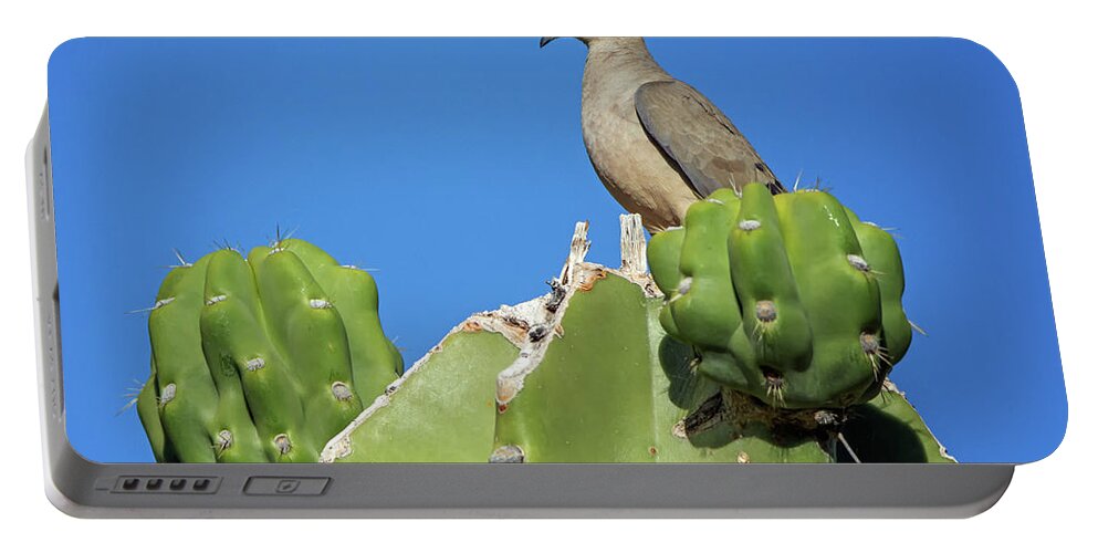 Mourning Portable Battery Charger featuring the photograph Mourning Dove #4 by Tam Ryan