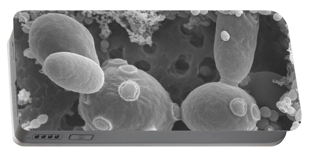 Saccharomyces Cerevisiae Portable Battery Charger featuring the photograph Saccharomyces Cerevisiae #4 by Scimat