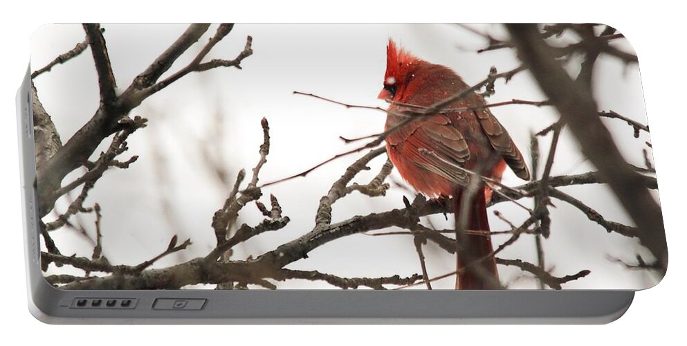 Mccombie Portable Battery Charger featuring the photograph Male Northern Cardinal in Winter #5 by J McCombie