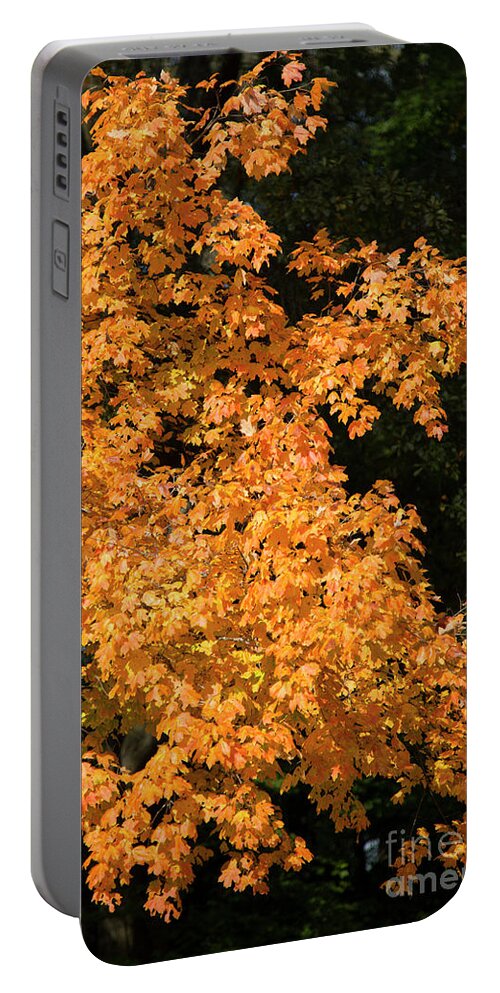 Reid Callaway Autumn Leave Images Portable Battery Charger featuring the photograph Fall Leaves 5 Autumn Leaf Colors Art by Reid Callaway