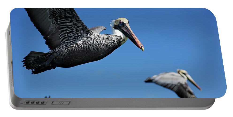 Birds Portable Battery Charger featuring the photograph Wildlife in Mexico #8 by Robert Grac