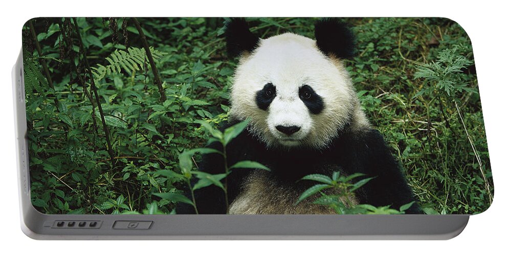 Mp Portable Battery Charger featuring the photograph Giant Panda Ailuropoda Melanoleuca #6 by Cyril Ruoso