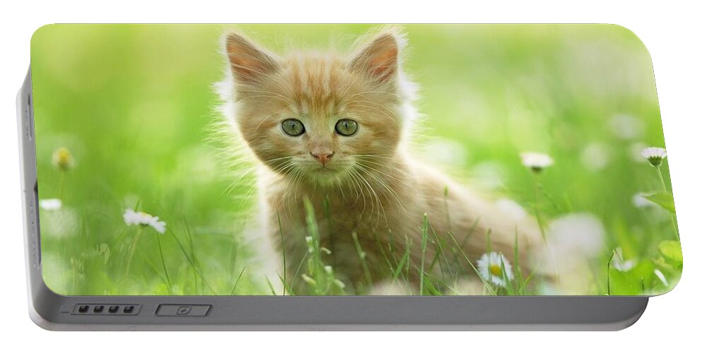 Cat Portable Battery Charger featuring the photograph Cat #62 by Jackie Russo